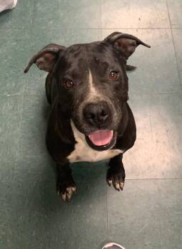 Mixed Breed Dogs Available for Adoption - Emily | PetCurious