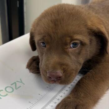 Hotdog -  Mixed Breed Dog for Adoption in Columbiana, Alabama - Hotdog | PetCurious