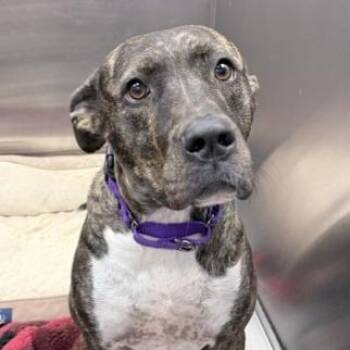 Raven -  Mixed Breed Dog for Adoption in Knoxville, Tennessee - Raven | PetCurious