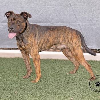 Harley -  Black Labrador Retriever and Terrier Dog for Adoption in Abilene, Texas - Harley | PetCurious