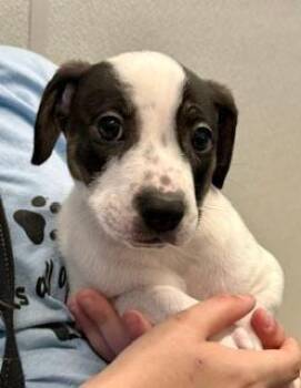 Gale -  Hound Dog for Adoption in Winter Haven, Florida - Gale | PetCurious