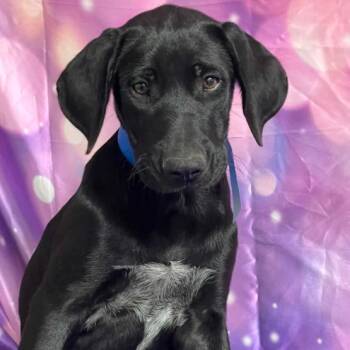 Roll -  Black Labrador Retriever and Mixed Breed Dog for Adoption in Fort Collins, Colorado - Roll | PetCurious