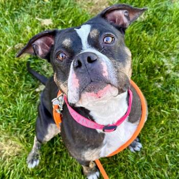 Rescue American Staffordshire Terrier Dogs for Adoption in Grand Rapids, Michigan - Daphne | PetCurious