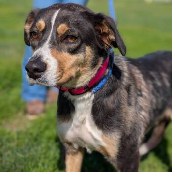 Matilda -  Beagle and Australian Shepherd Dog for Adoption - Matilda | PetCurious