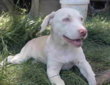 Ivy -  Pointer and Labrador Retriever Dog for Adoption in Batesville, Arkansas - Ivy | PetCurious