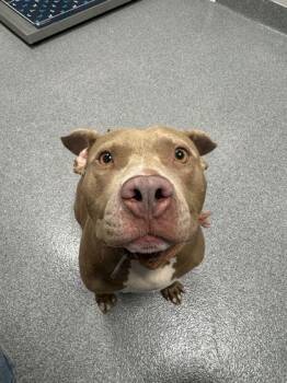 Furgie -  Pit Bull Terrier and Mixed Breed Dog for Adoption in Sevierville, Tennessee - Furgie | PetCurious