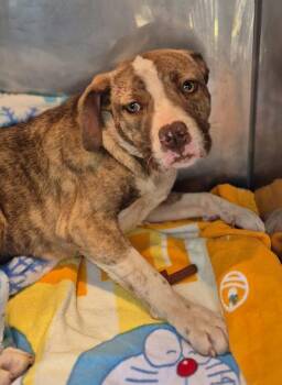 Pit Bull Terrier Dogs Available for Adoption in Lawrenceville, Georgia - Vc-18 | PetCurious