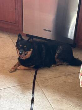 Schipperke Dogs Available for Adoption in Derry, New Hampshire - Leo | PetCurious