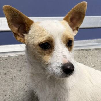 Peggy Bundy -  Terrier and Mixed Breed Dog for Adoption in Los Angeles, California - Peggy Bundy | PetCurious