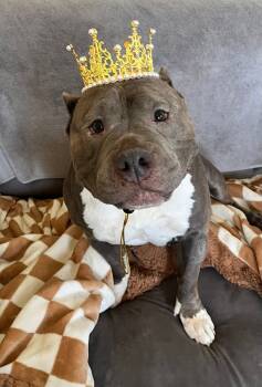 Rescue Pit Bull Terrier Dogs for Adoption in Rockaway, New Jersey - Harley Quinn NJ | PetCurious
