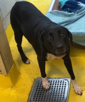 Rescue Mixed Breed Dogs for Adoption in Dallas, Texas - COCO | PetCurious