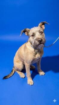 MCGRIT -  Mixed Breed Dog for Adoption in Jacksonville, Florida - MCGRIT | PetCurious