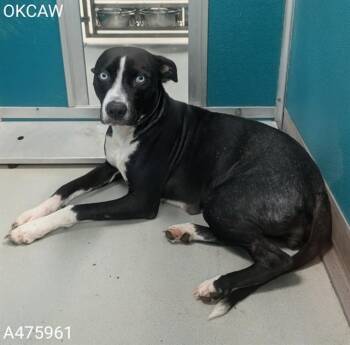 SQUIRT -  Catahoula Leopard Dog and Mixed Breed Dog for Adoption in Oklahoma City, Oklahoma - SQUIRT | PetCurious