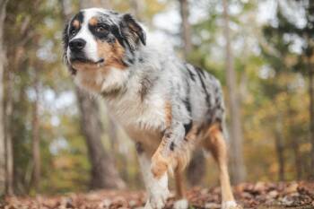 Rescue Australian Shepherd and Mixed Breed Dogs for Adoption in Gradyville, Kentucky - Duke | PetCurious