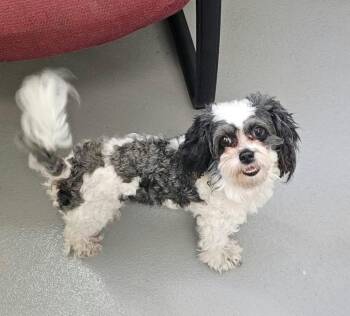 Found stray: Kiki -  Shih Tzu and Poodle Dog for Adoption in Rockwall, Texas - Found Stray: Kiki | PetCurious