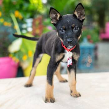 Jazzy -  Shepherd Dog for Adoption in Wake Forest, North Carolina - Jazzy | PetCurious