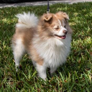 Pomeranian and Australian Shepherd Dogs Available for Adoption - Palimino (Pally) | PetCurious