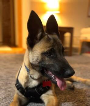 Rescue Belgian Shepherd Malinois and German Shepherd Dog Dogs for Adoption in Imlay City, Michigan - Jack - Located In WI | PetCurious