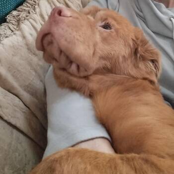 Shar Pei Dogs Available for Adoption in Raleigh, North Carolina - Montana | PetCurious