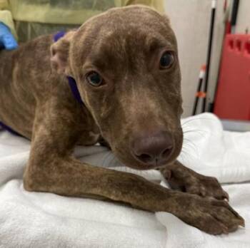 Sarabi Sage -  Mountain Cur and Mixed Breed Dog for Adoption in Honolulu, Hawaii - Sarabi Sage | PetCurious