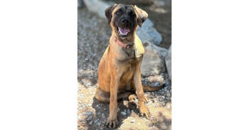 Rescue Dutch Shepherd and Belgian Shepherd Malinois Dogs for Adoption in Naperville, Illinois - Buttercup | PetCurious