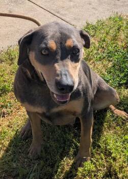 Bluetick Coonhound Dogs Available for Adoption in Osage Beach, Missouri - Ruger | PetCurious