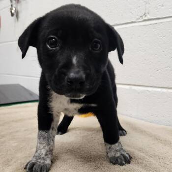 Mixed Breed Dogs Available for Adoption in Evensville, Tennessee - Jackson | PetCurious
