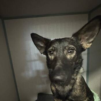 Cooper -  German Shepherd Dog and Australian Cattle Dog Blue Heeler Dog for Adoption in Port Charlotte, Florida - Cooper | PetCurious