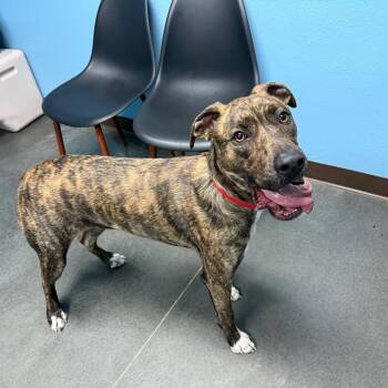 Trapper -  Mixed Breed Dog for Adoption in Idaho Falls, Idaho - Trapper | PetCurious