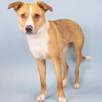 Mixed Breed Dogs Available for Adoption in Portland, Oregon - Cookie | PetCurious