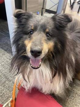 Shetland Sheepdog Sheltie and Mixed Breed Dogs Available for Adoption in West Chester, Pennsylvania - Hunter | PetCurious
