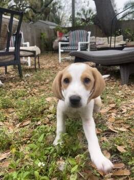 Foxhound and Mixed Breed Dogs Available for Adoption - Jordan (Red Collar) | PetCurious