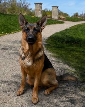 Acey- bonded with Zeus -  German Shepherd Dog Dog for Adoption - Acey- Bonded With Zeus | PetCurious