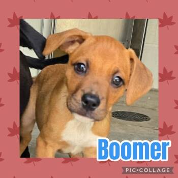 Boomer -  Labrador Retriever and Rat Terrier Dog for Adoption in Ringwood, New Jersey - Boomer | PetCurious