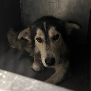 Gordo -  Husky Dog for Adoption in Greensboro, North Carolina - Gordo | PetCurious