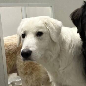 Alistair -  Great Pyrenees Dog for Adoption in Des Moines, Iowa - Alistair | PetCurious