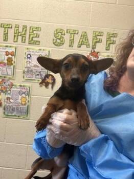 Chihuahua and Mixed Breed Dogs Available for Adoption in San Antonio, Texas - Helena | PetCurious