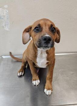 Midget -  Jack Russell Terrier and Pit Bull Terrier Dog for Adoption in Mocksville, North Carolina - Midget | PetCurious