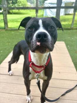 Junior -  Mixed Breed Dog for Adoption in West Chester, Pennsylvania - Junior | PetCurious