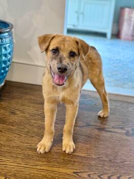 Ripple Puppy - LOCAL -  Terrier Dog for Adoption in Princeton, Massachusetts - Ripple Puppy - LOCAL | PetCurious