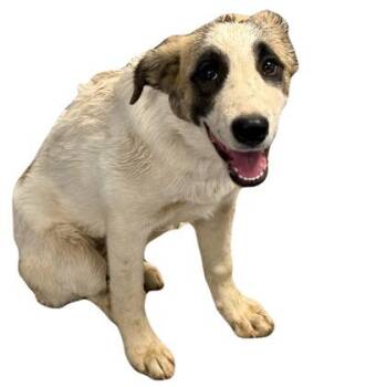 Katniss -  Great Pyrenees Dog for Adoption in Red Bluff, California - Katniss | PetCurious