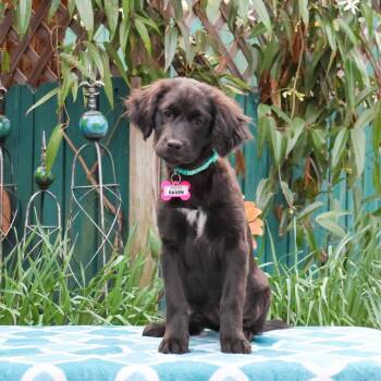 Retriever Dogs Available for Adoption - Raven | PetCurious