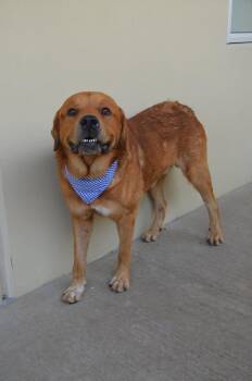 Tow Truck -  Saint Bernard Dog for Adoption in Mckinney, Texas - Tow Truck | PetCurious