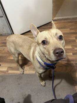 Rescue American Staffordshire Terrier Dogs for Adoption in Baldwin, Michigan - Ringo | PetCurious