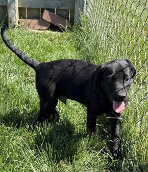 Ranger -  Labrador Retriever Dog Available for Adoption in South Bend, Indiana - Ranger | PetCurious