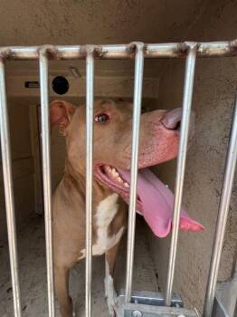 A478740 -  Pit Bull Terrier and Mixed Breed Dog for Adoption in Oklahoma City, Oklahoma - A478740 | PetCurious