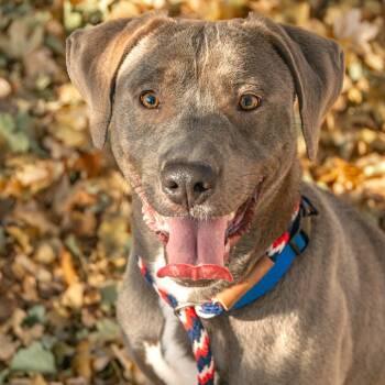 Rescue Mixed Breed Dogs for Adoption in Saint Charles, Missouri - Gibby | PetCurious