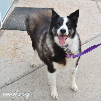 Border Collie and Mixed Breed Dogs Available for Adoption in Cheyenne, Wyoming - Bunny | PetCurious