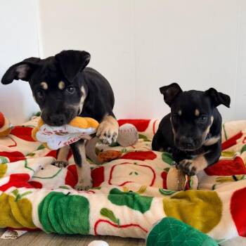 Rayana -  English Bulldog and Mixed Breed Dog for Adoption in Green Bay, Wisconsin - Rayana | PetCurious