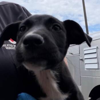 Soledad -  Labrador Retriever Dog for Adoption in Birmingham, Alabama - Soledad | PetCurious